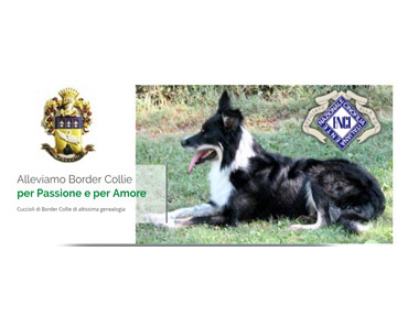 ALLEVAMENTO BORDER COLLIE LOMBARDIA