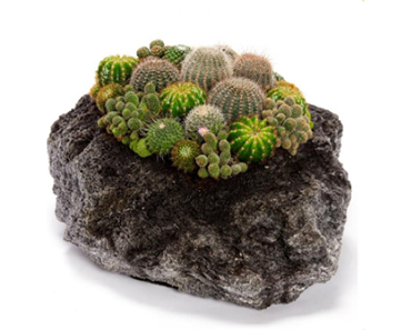 GENOVA PIANTE GRASSE