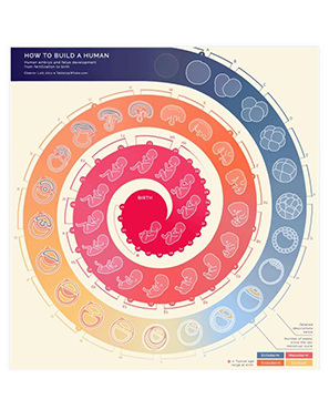 STUDIO MEDICO FRANCESCA BARBIERI
